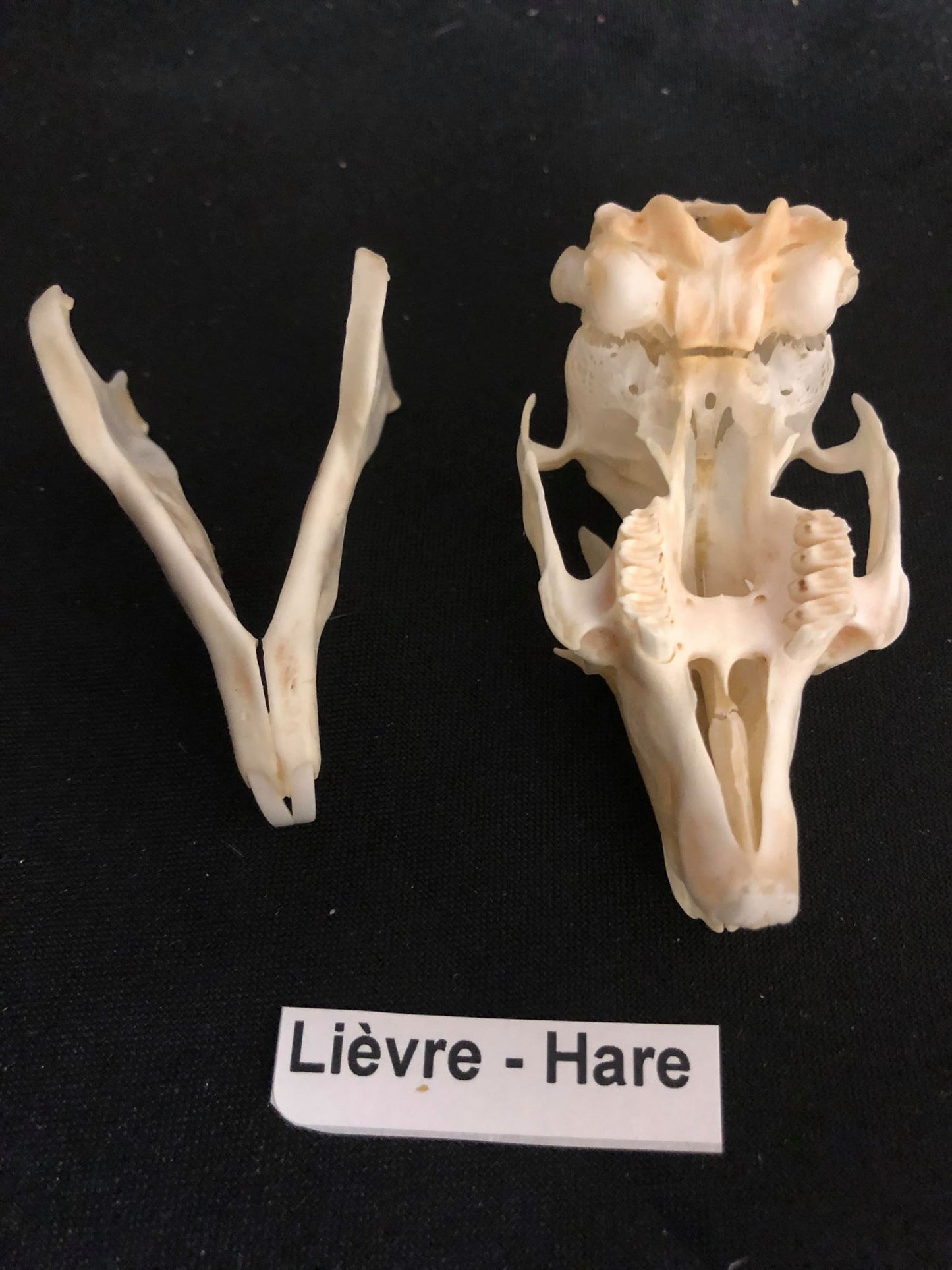 Hare Skull