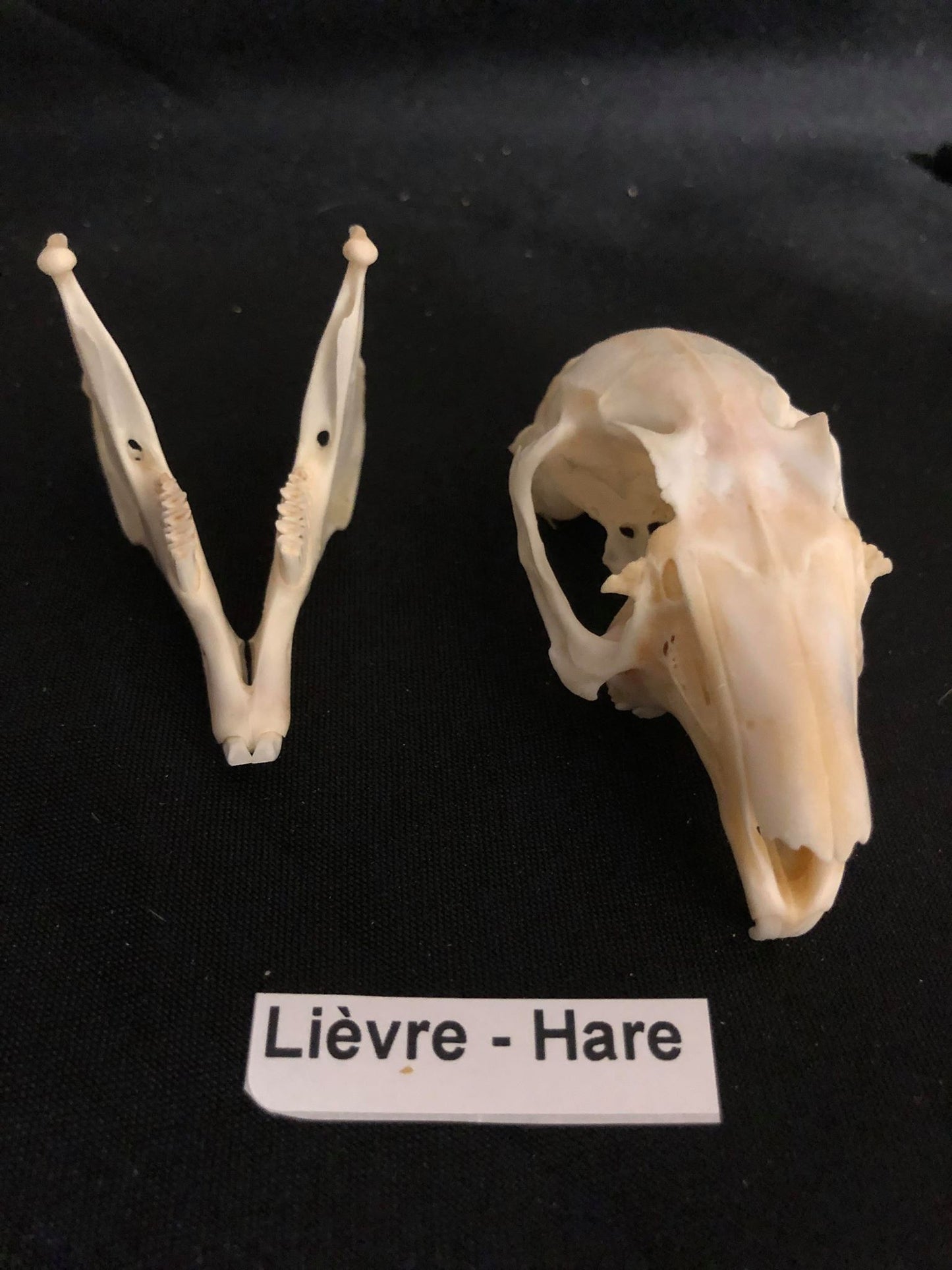 Hare Skull
