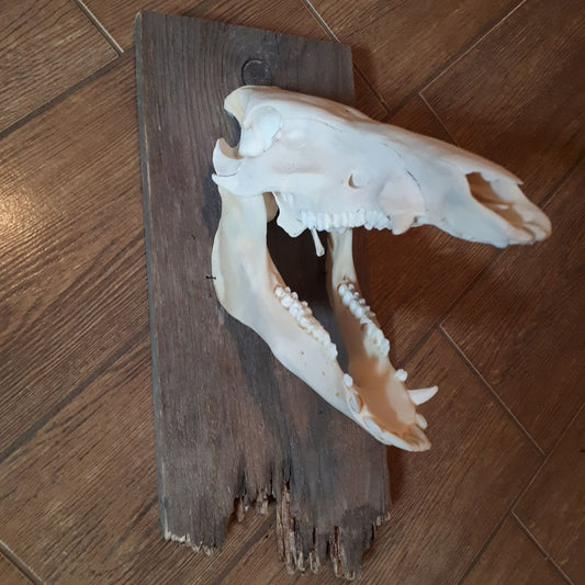 Wild Boar Skull On Wooden Plate