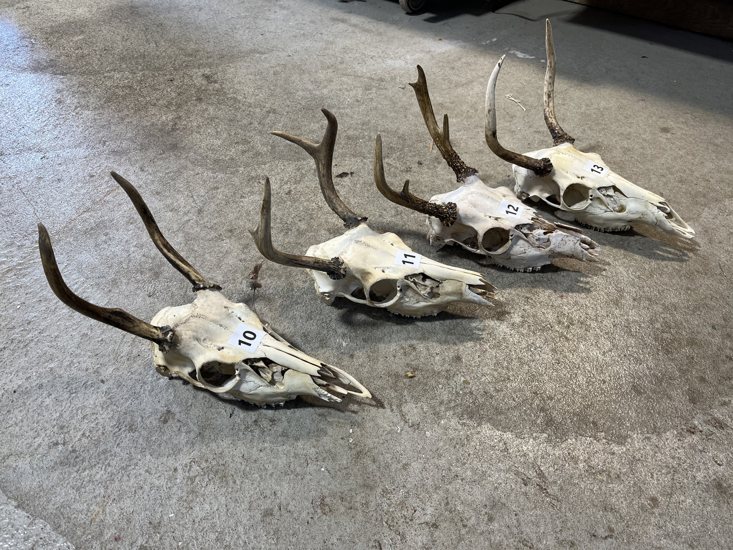 Deer Skull, Spiked Antlers