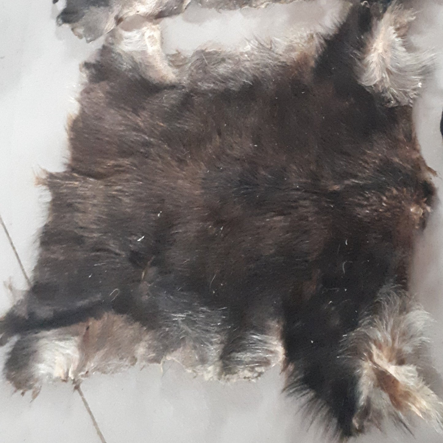 Wild Boar Fur/  Authentique Peau de Sanglier
