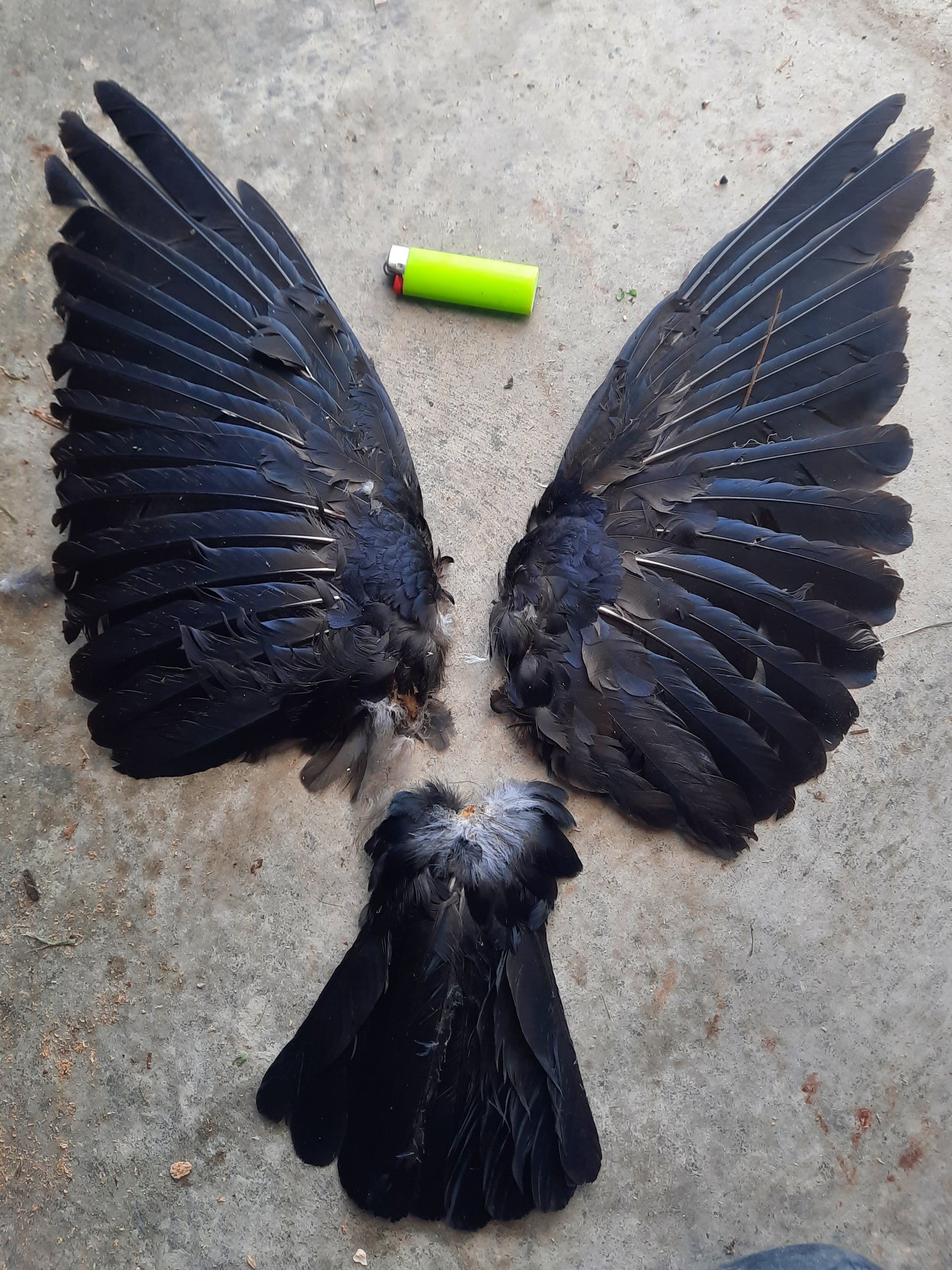 Crow Wings