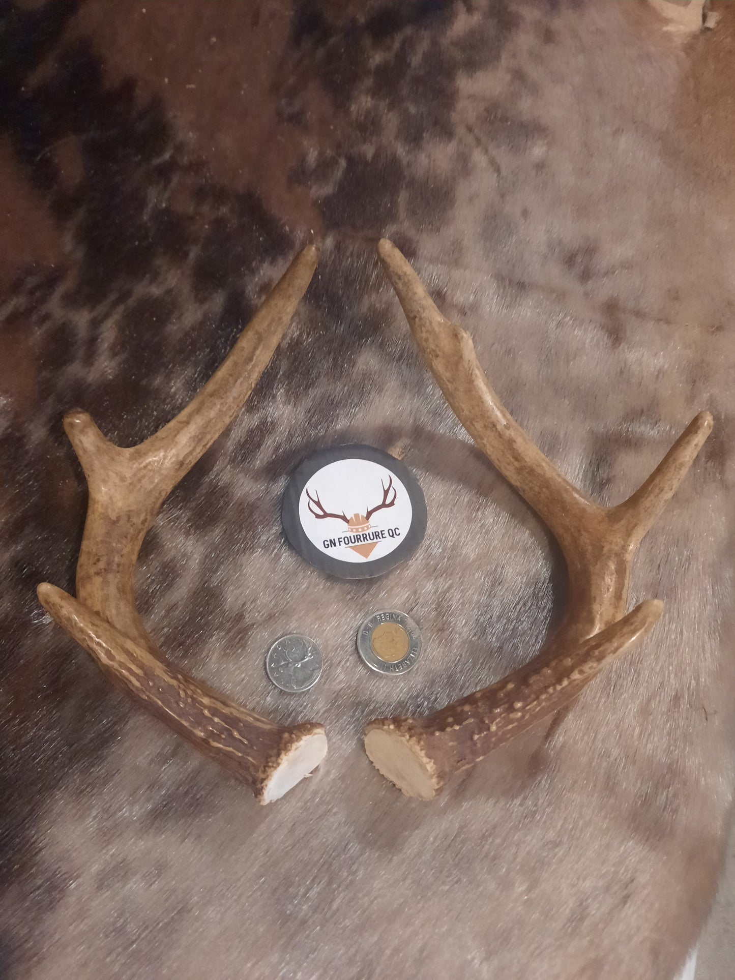 Small Deer Antlers