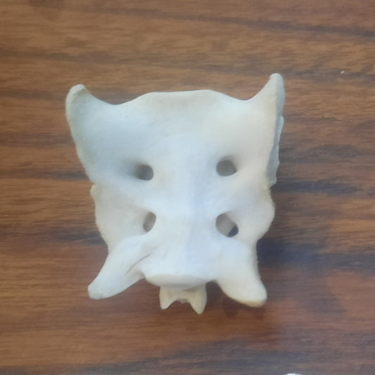 Animal Sacrum Bone