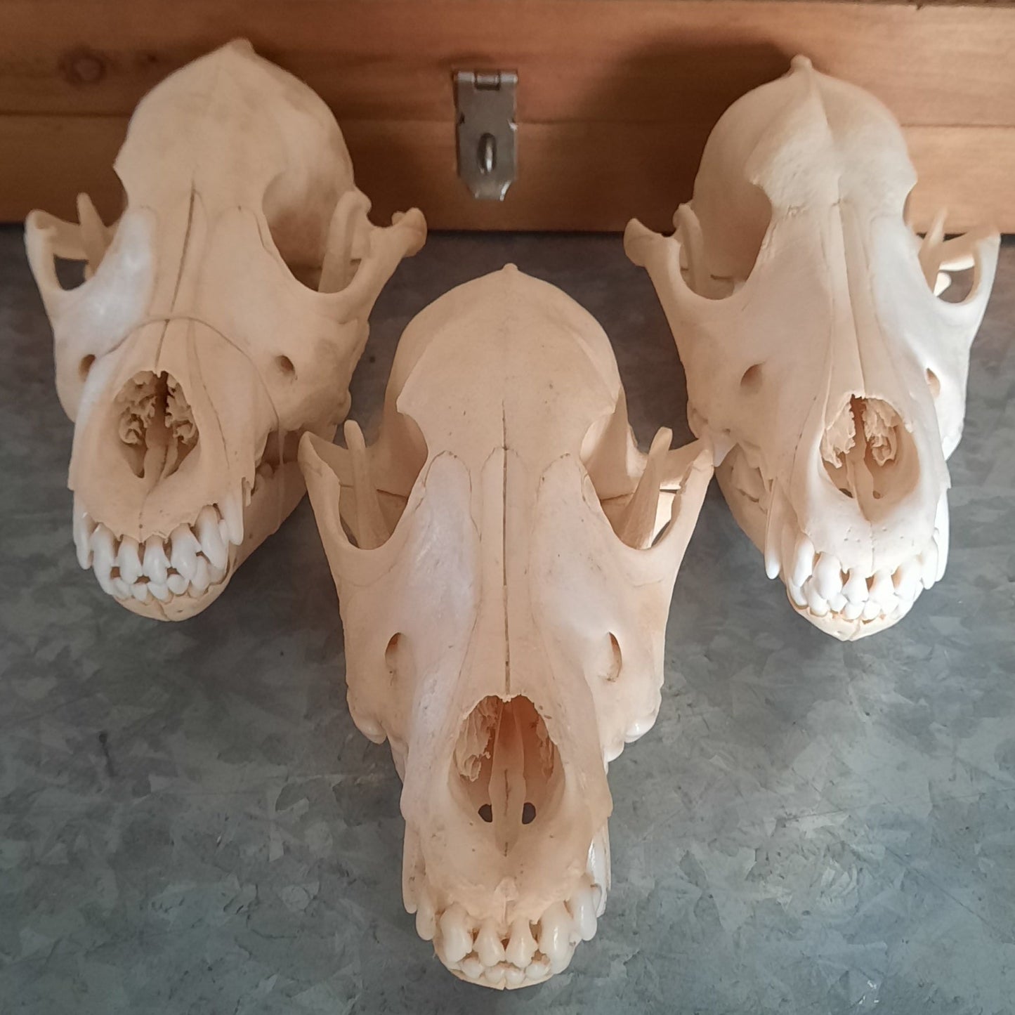 Wolf Skull Bleached