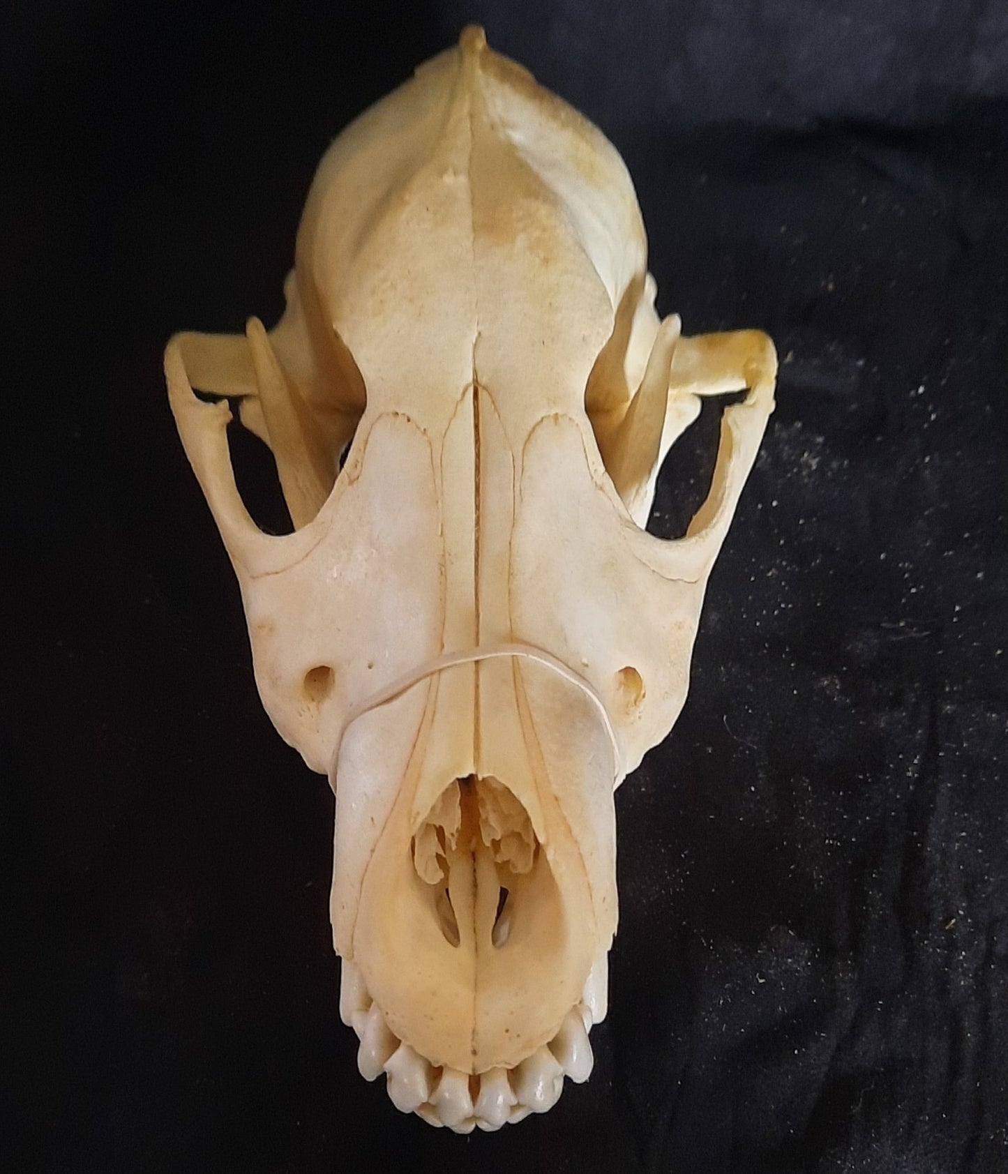 Wolf Skull Bleached