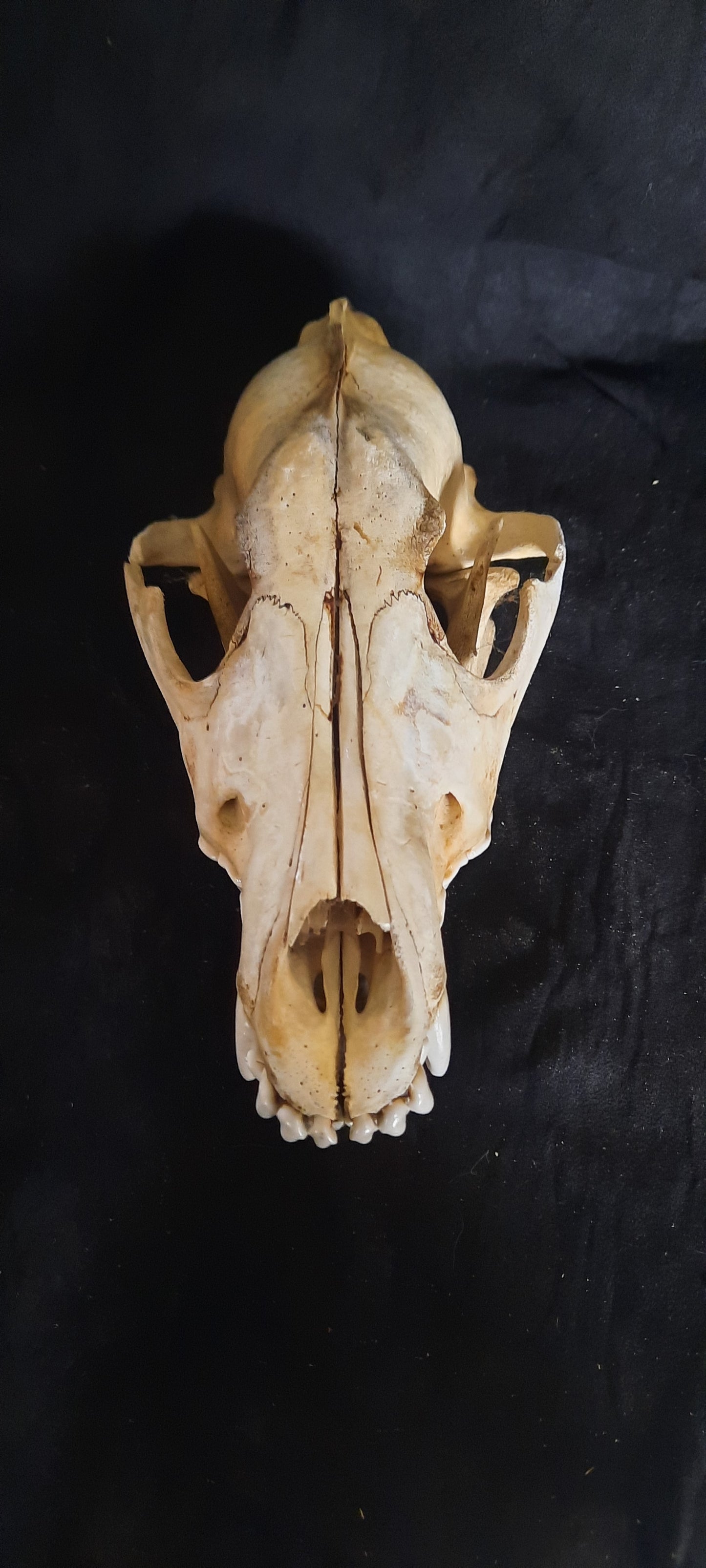 Wolf Skull Natural