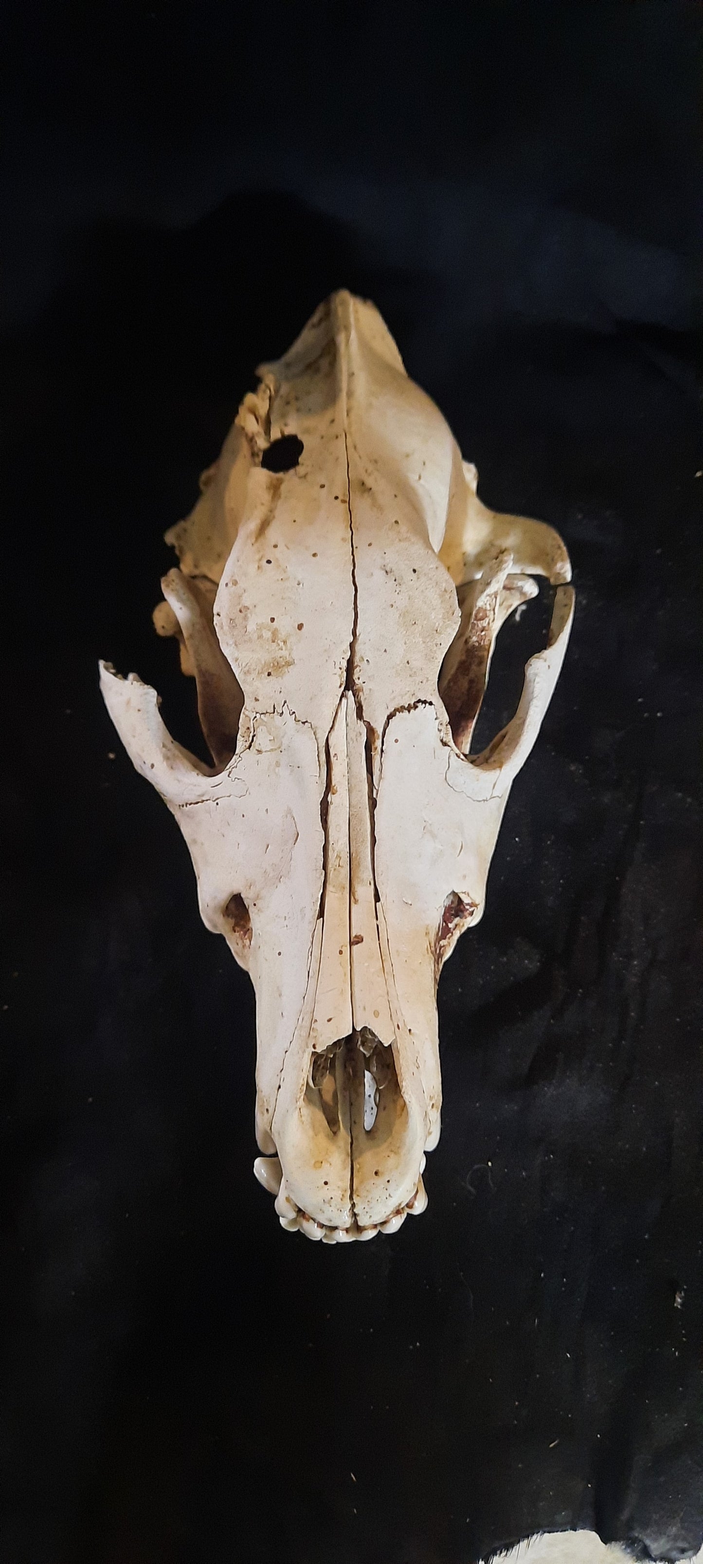 Wolf Skull Natural with imperfection