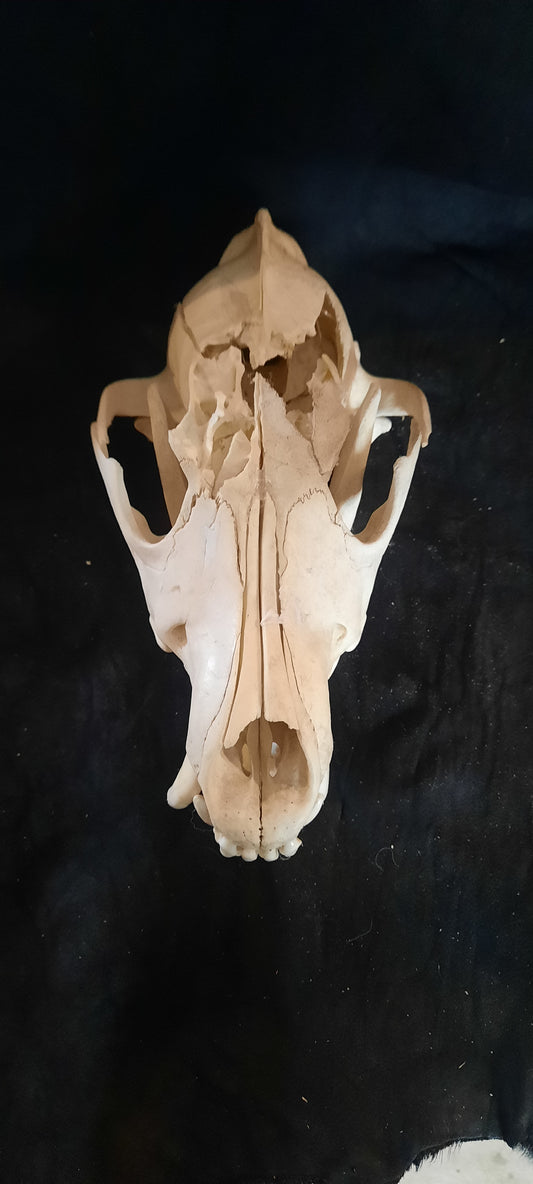Wolf Skull Natural Broken