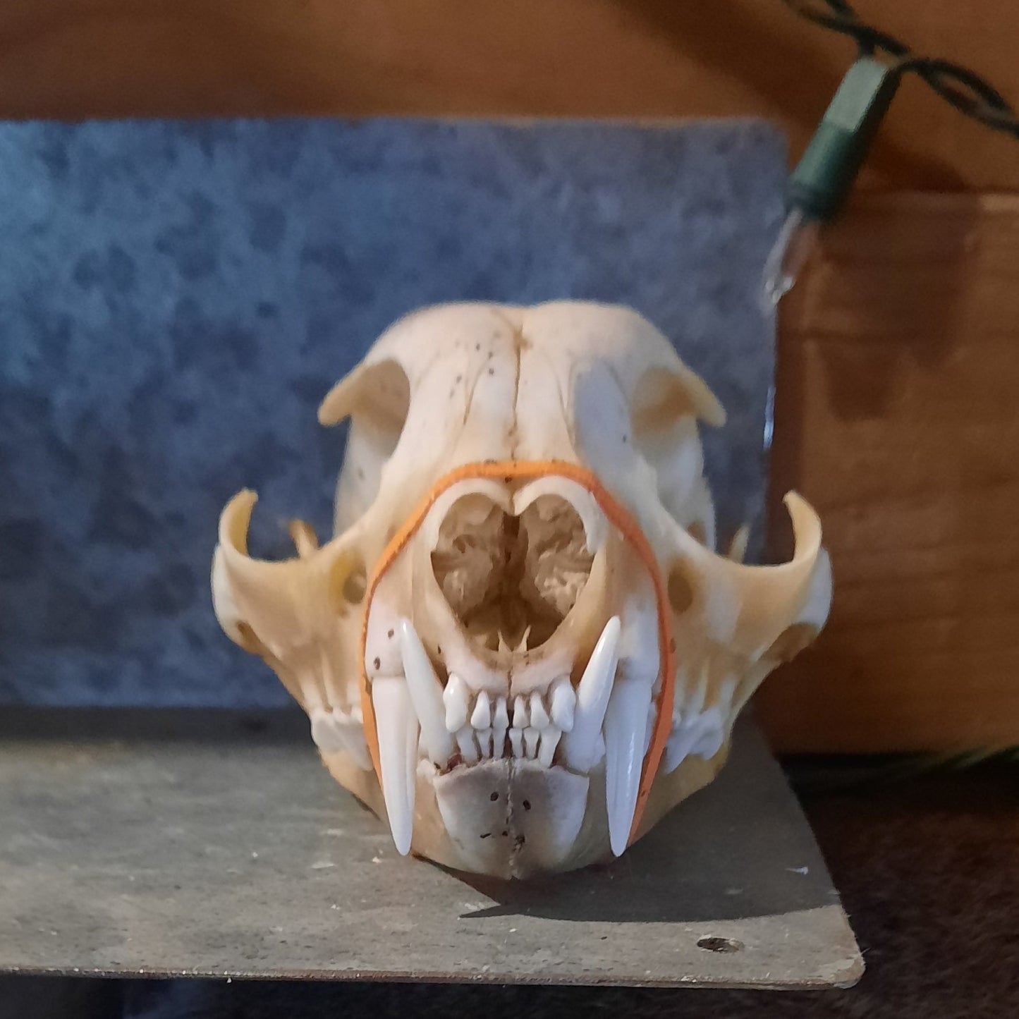 Lynx Skull, Natural
