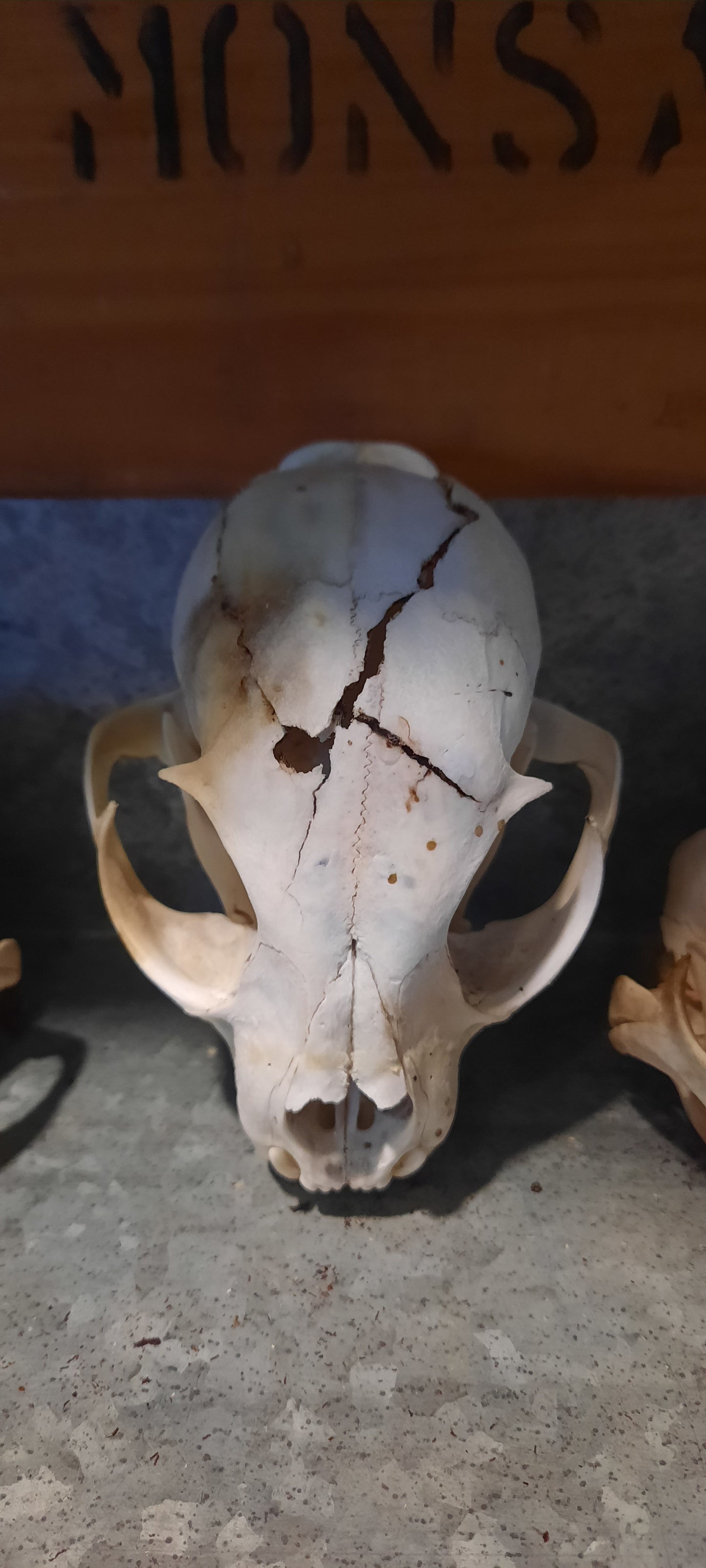 Cracked Lynx Skull, Natural