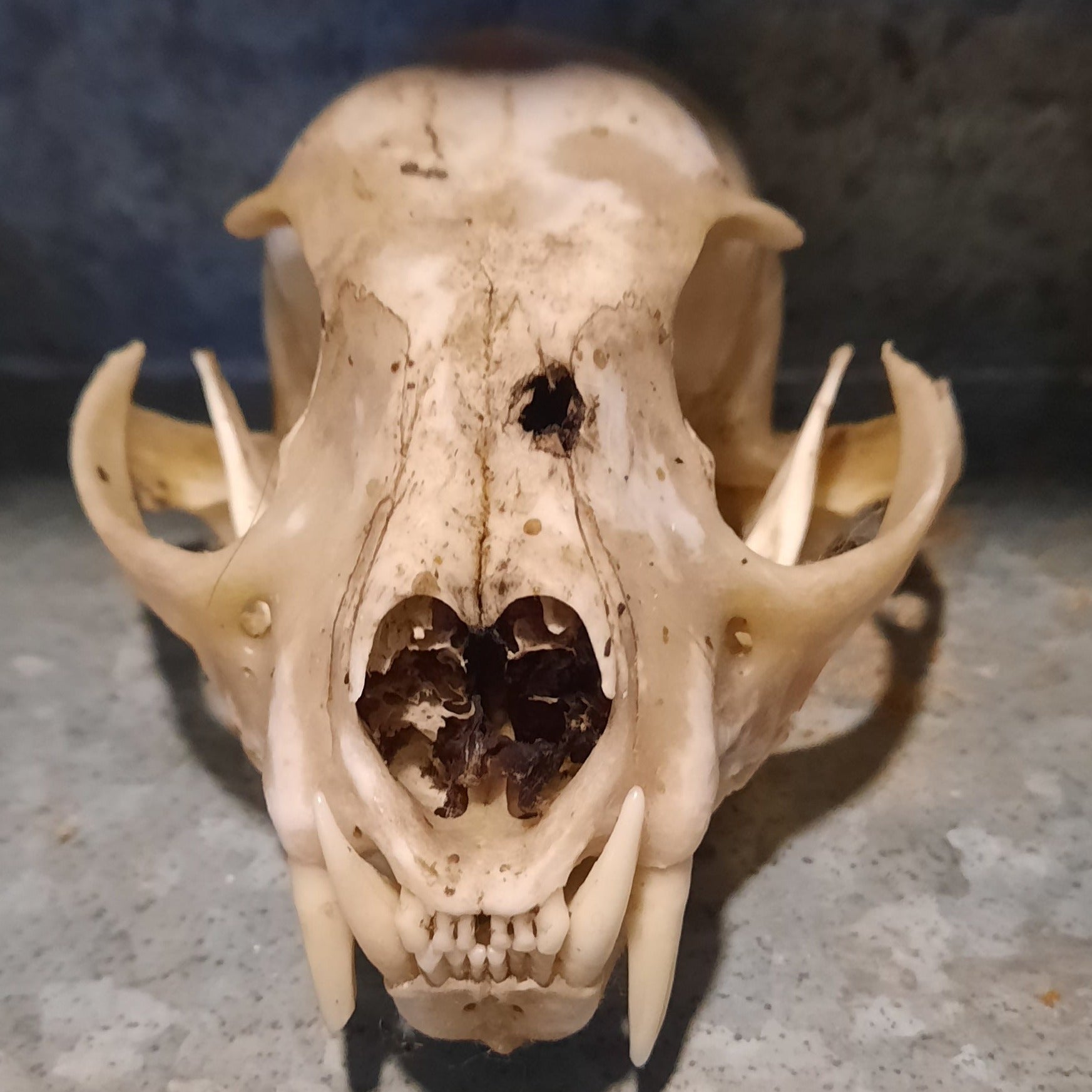imperfect canadian lynx skull