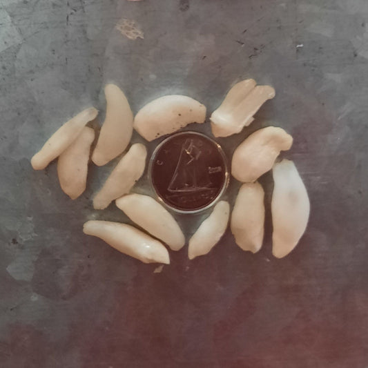 Seal Teeth, Small