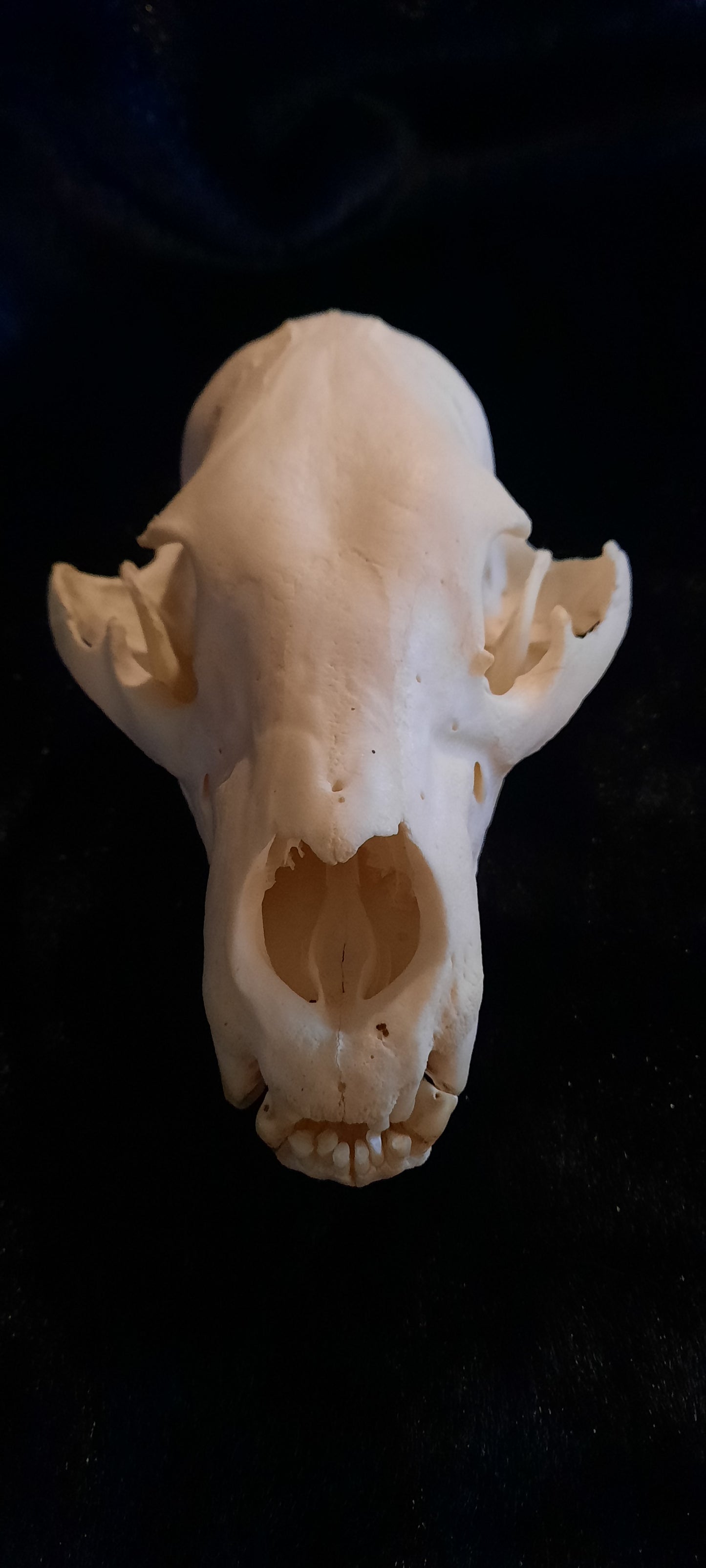 Black Bear Skull - Whitened, 2nd Quality