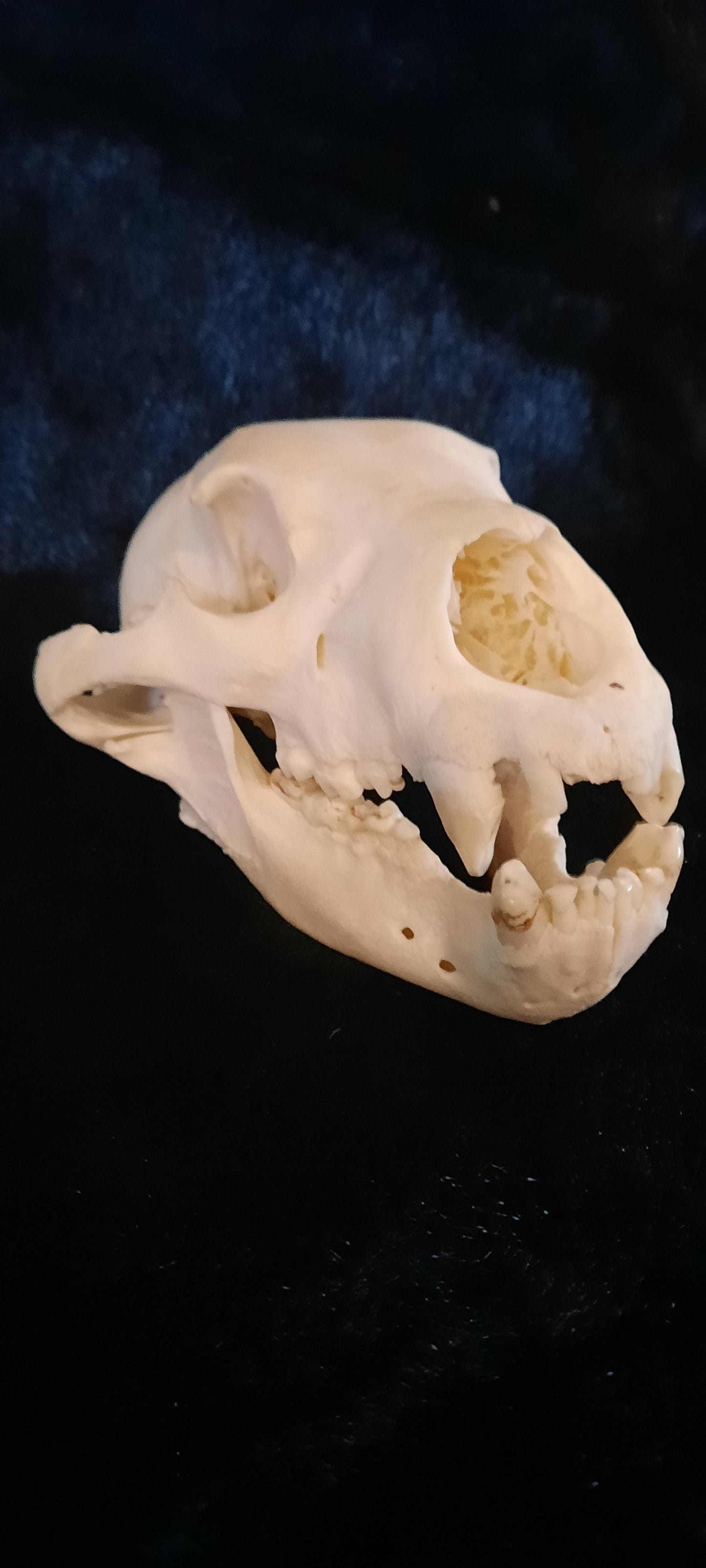 Black Bear Skull - Whitened, 2nd Quality