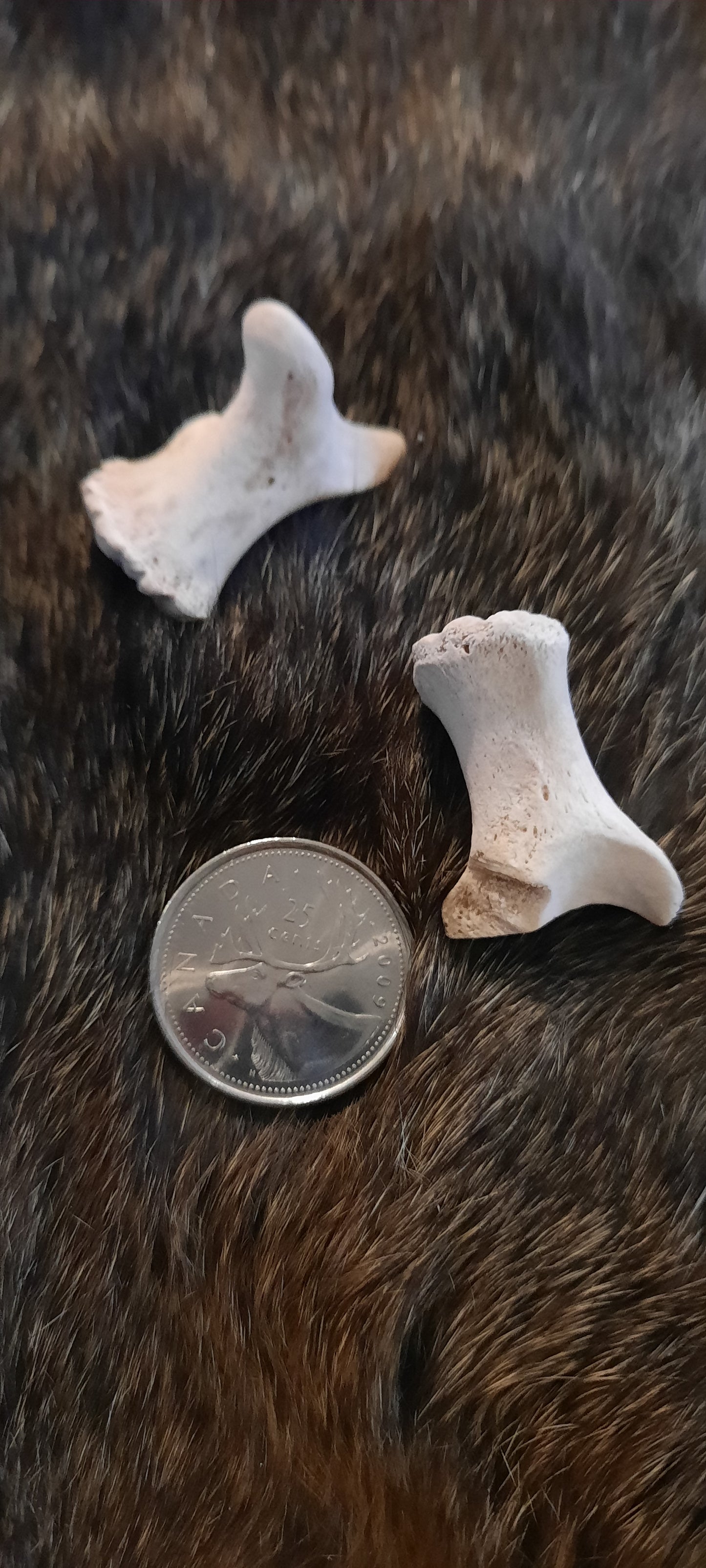 Bear Bone - Astragalus Ankle Bone