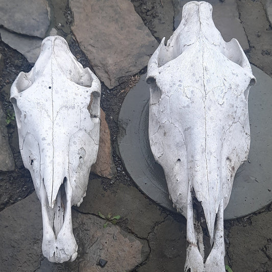 Small Horse Skull, Bone