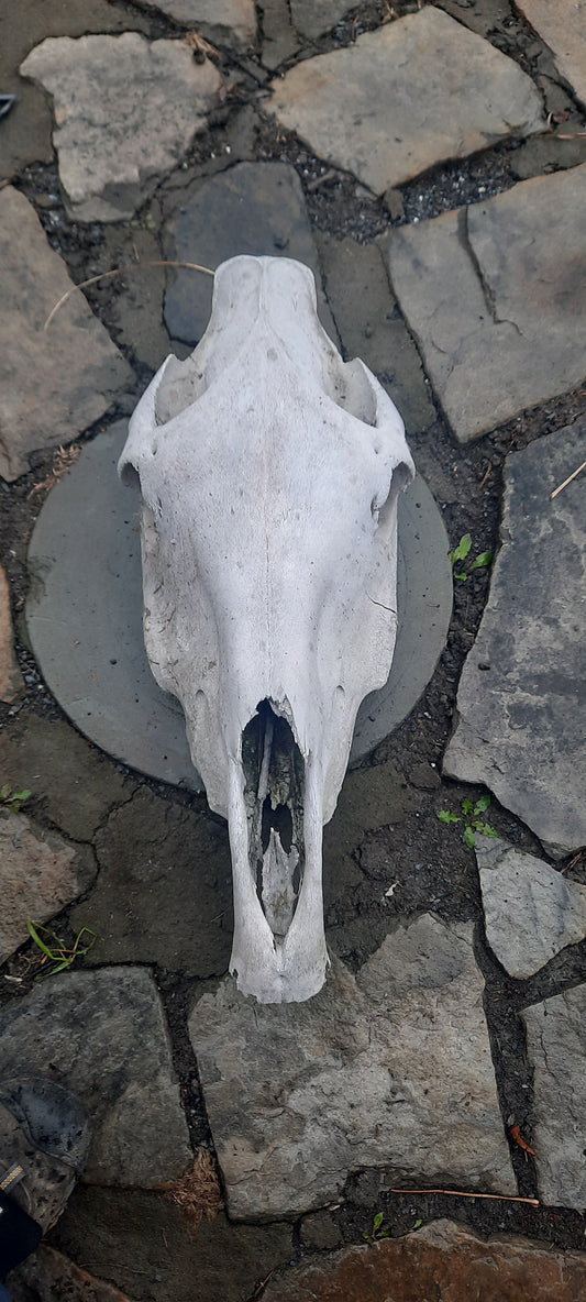 Horse Skull, Bone