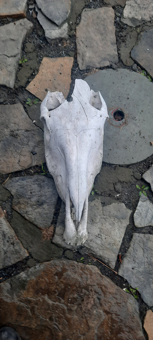 Horse Skull, Bone #2
