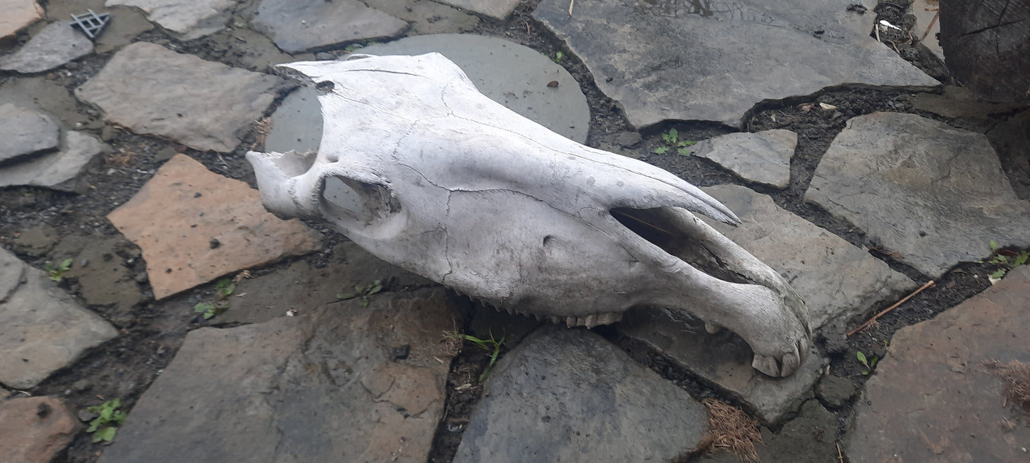 Horse Skull, Bone #2