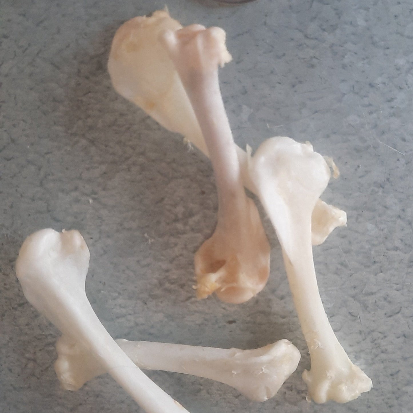 Crow Bone - Femur