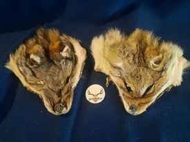 Coyote Fur Heads