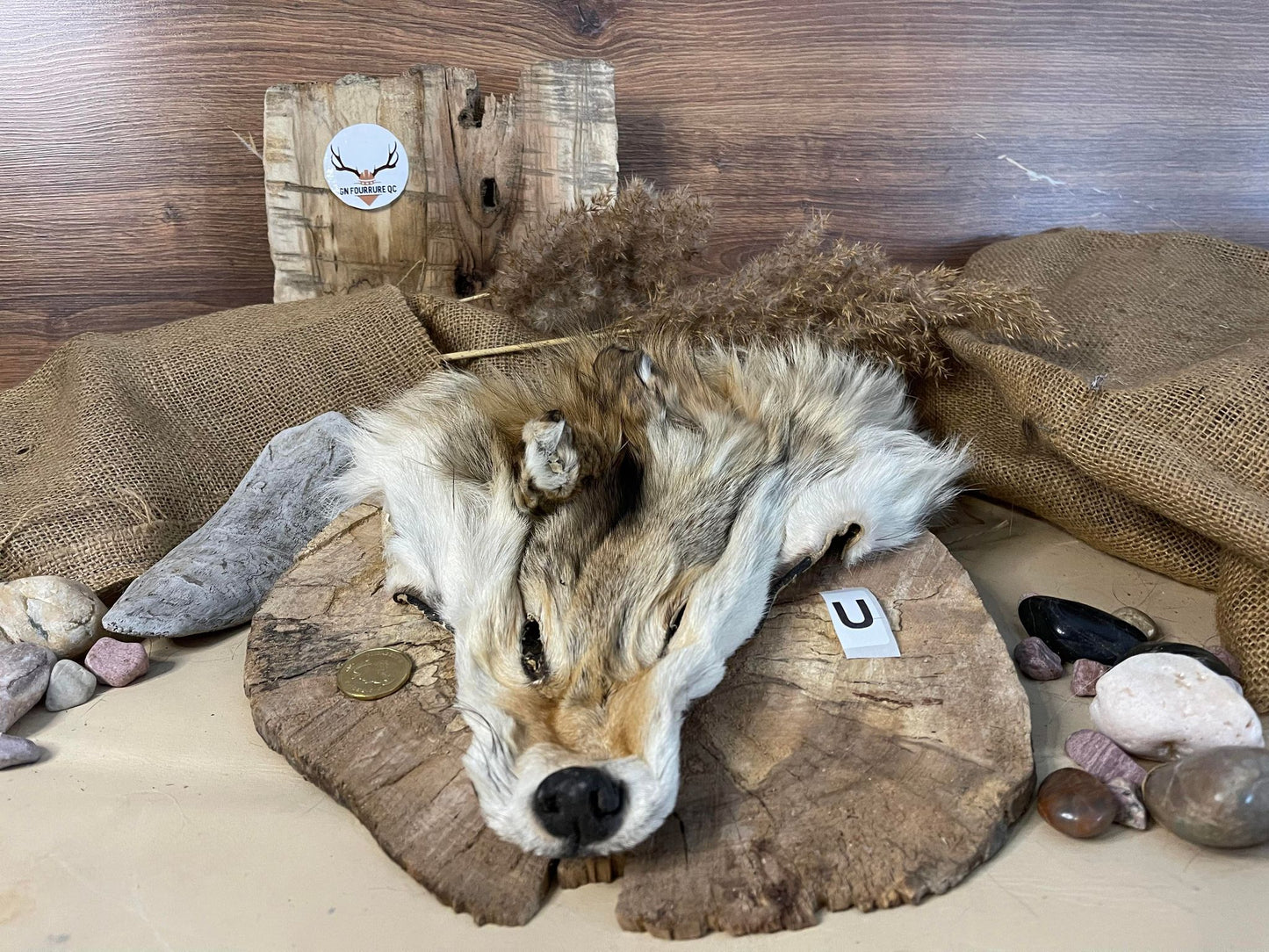 Coyote Fur Heads
