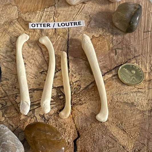 Otter Baculum (Penile Bone)
