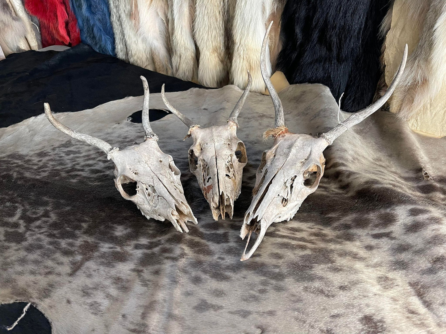 Deer Skull, Spiked Antlers