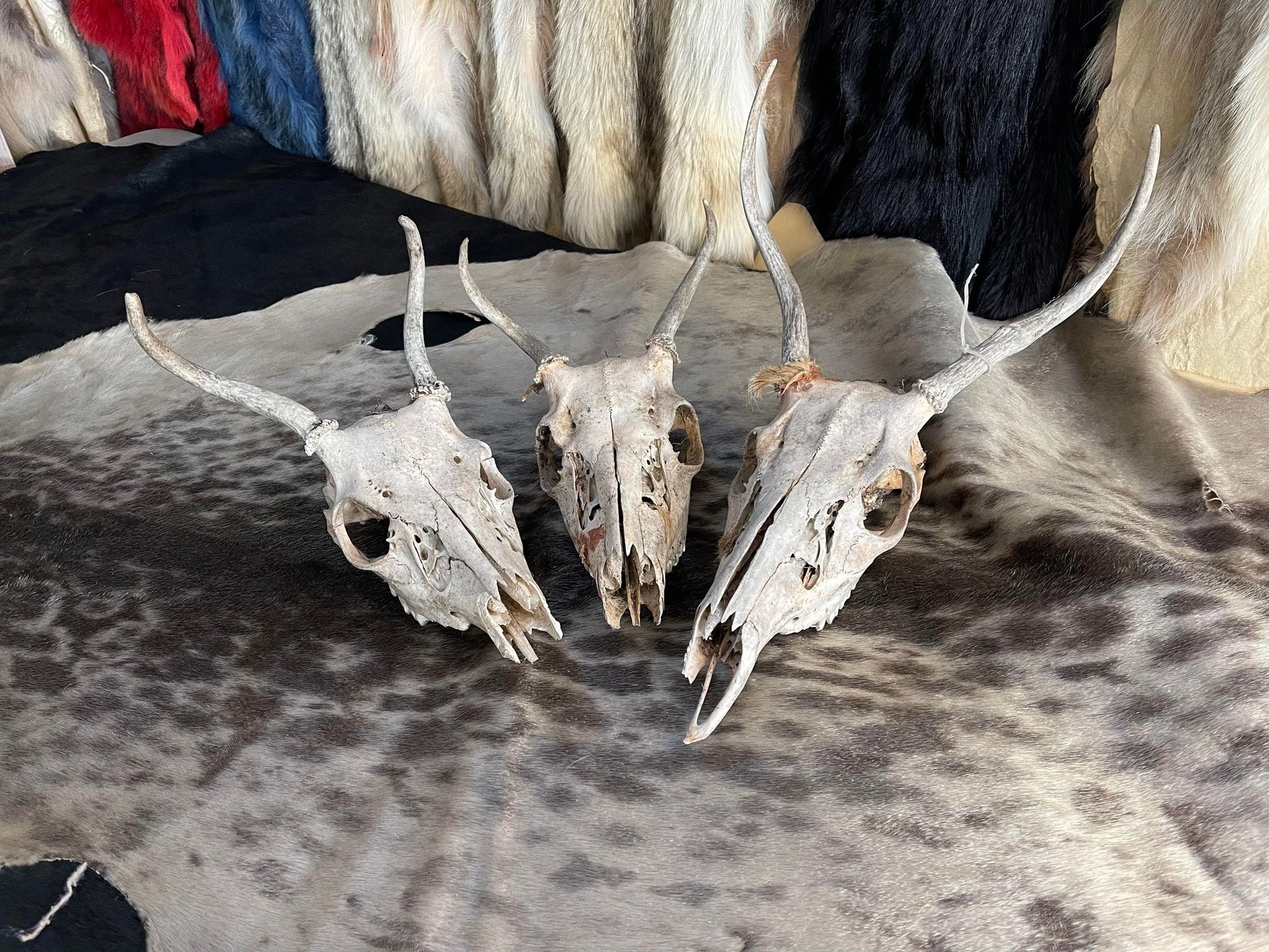 Deer Skull, Spiked Antlers – Medieval Fur