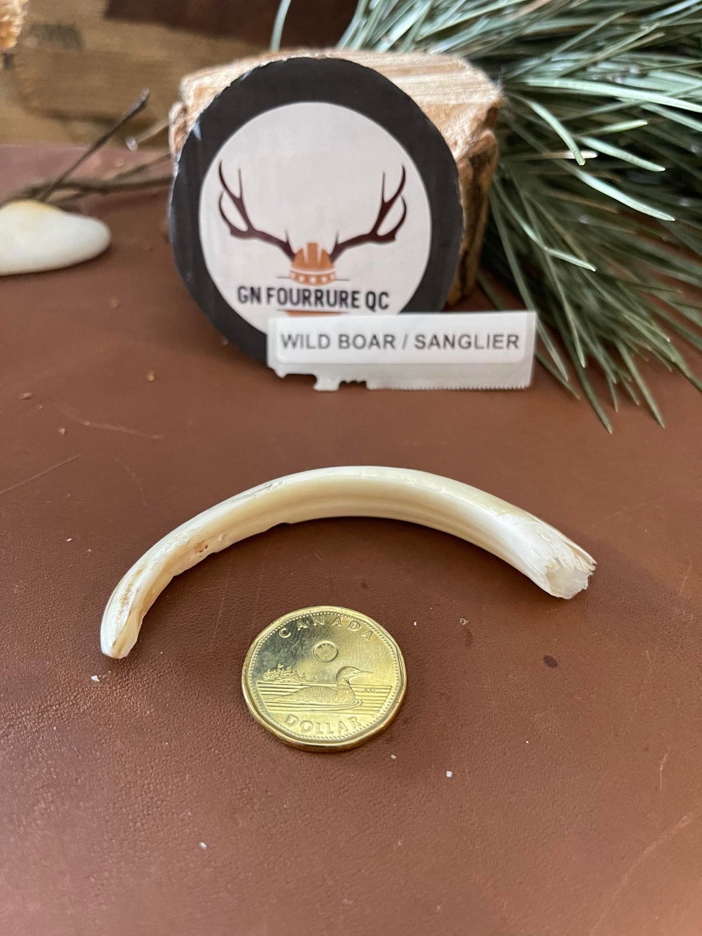 Wild Boar Tusks