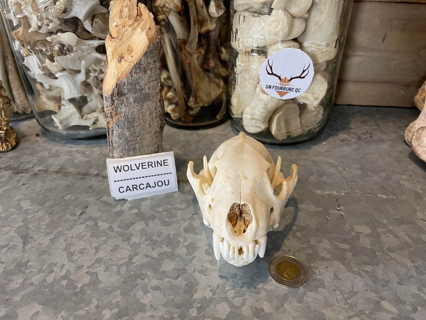 Wolverine Skull