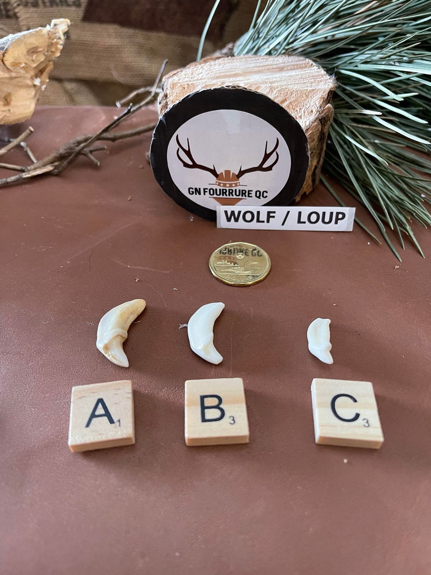Wolf Teeth and Fangs