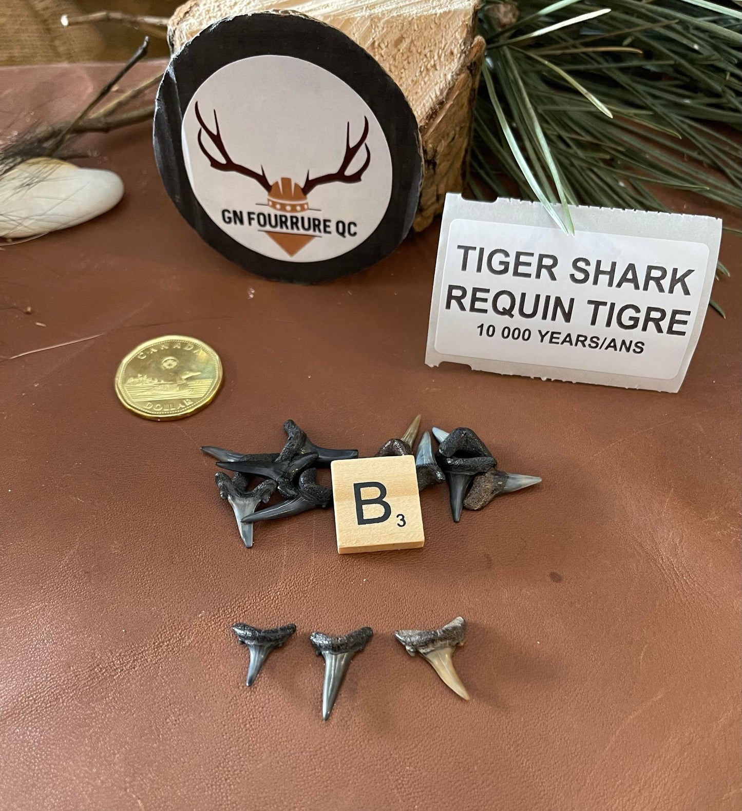 Shark Teeth