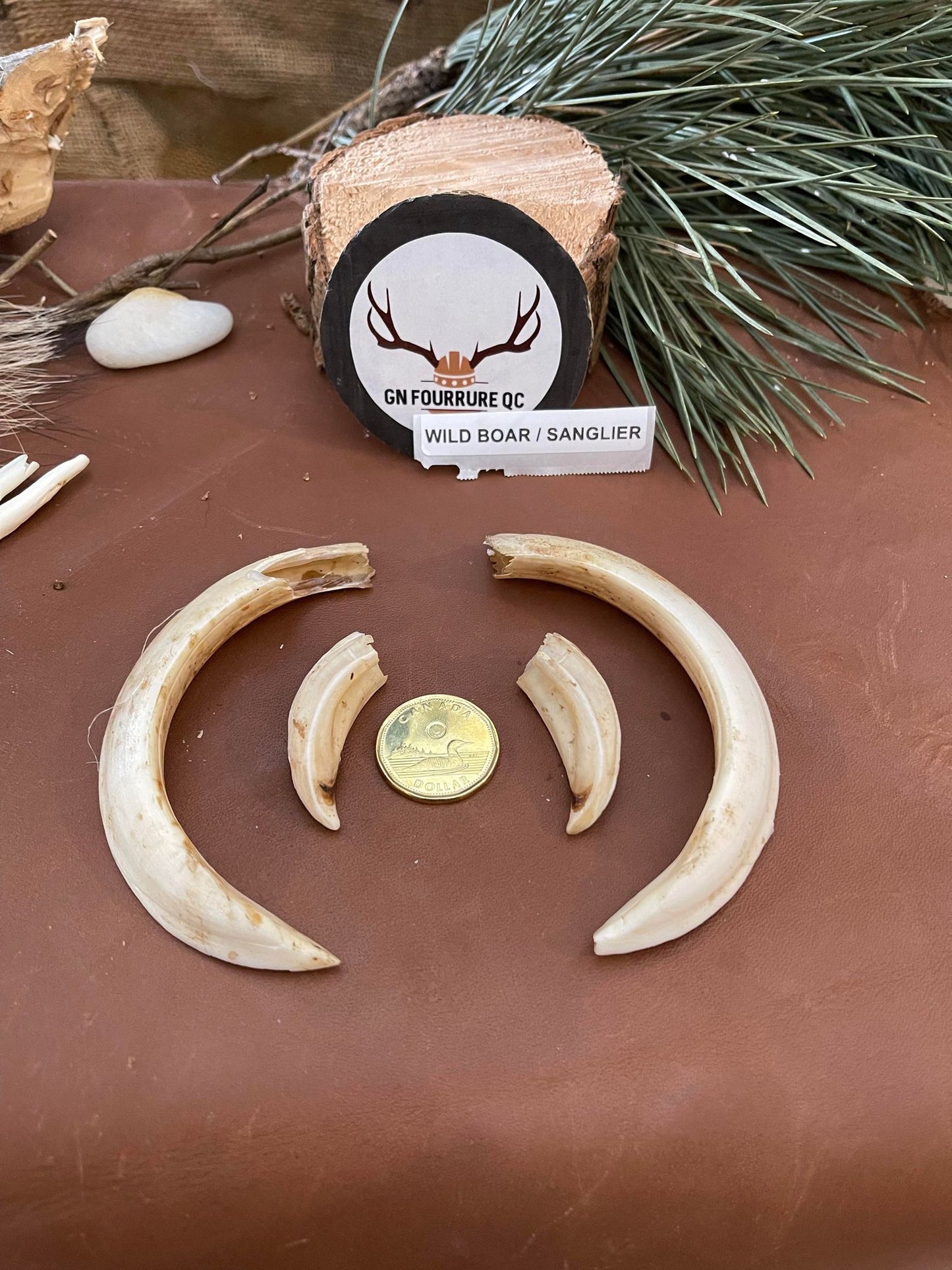 Wild Boar Tusks