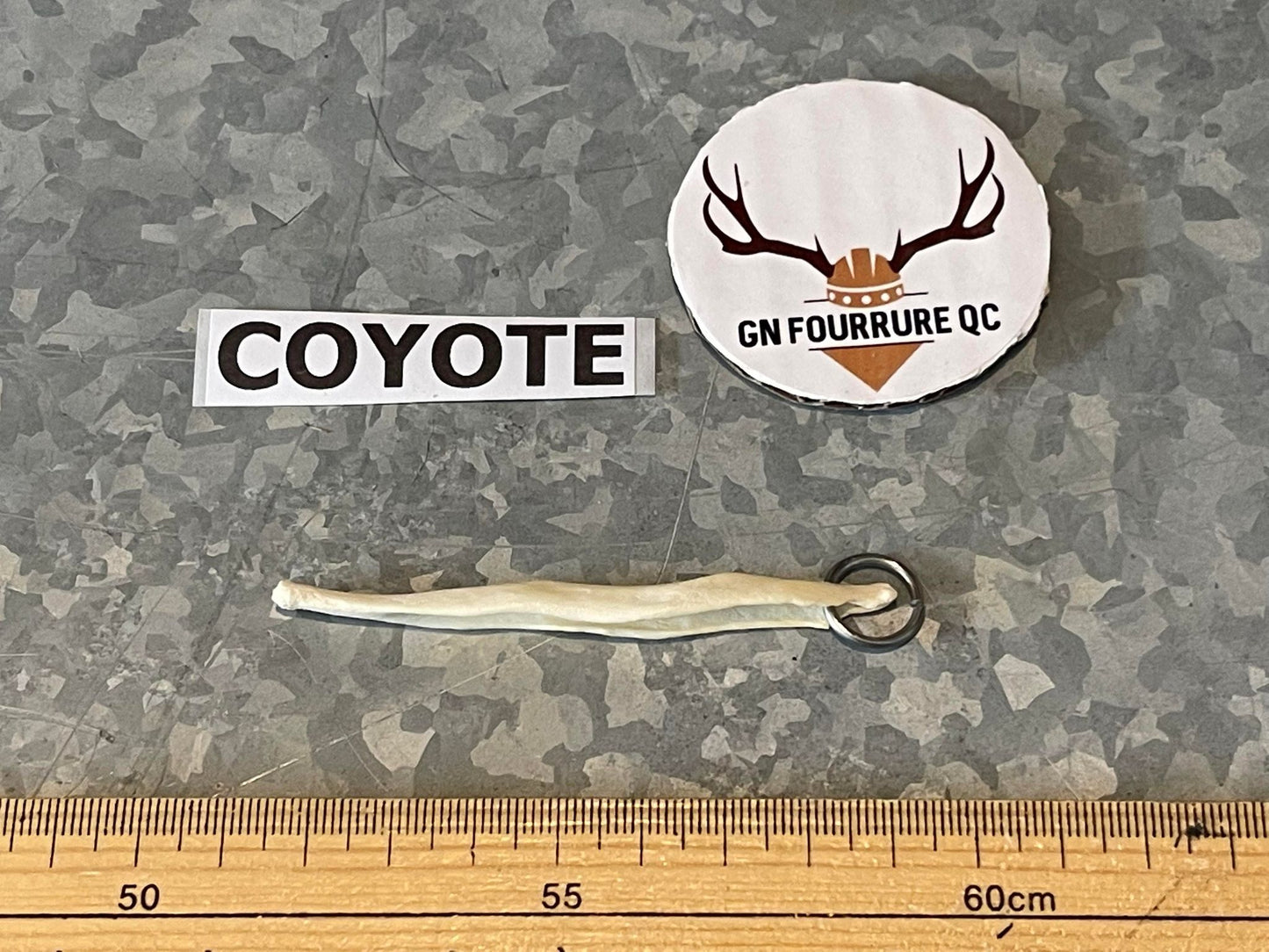 Coyote Baculum (Penile Bone)