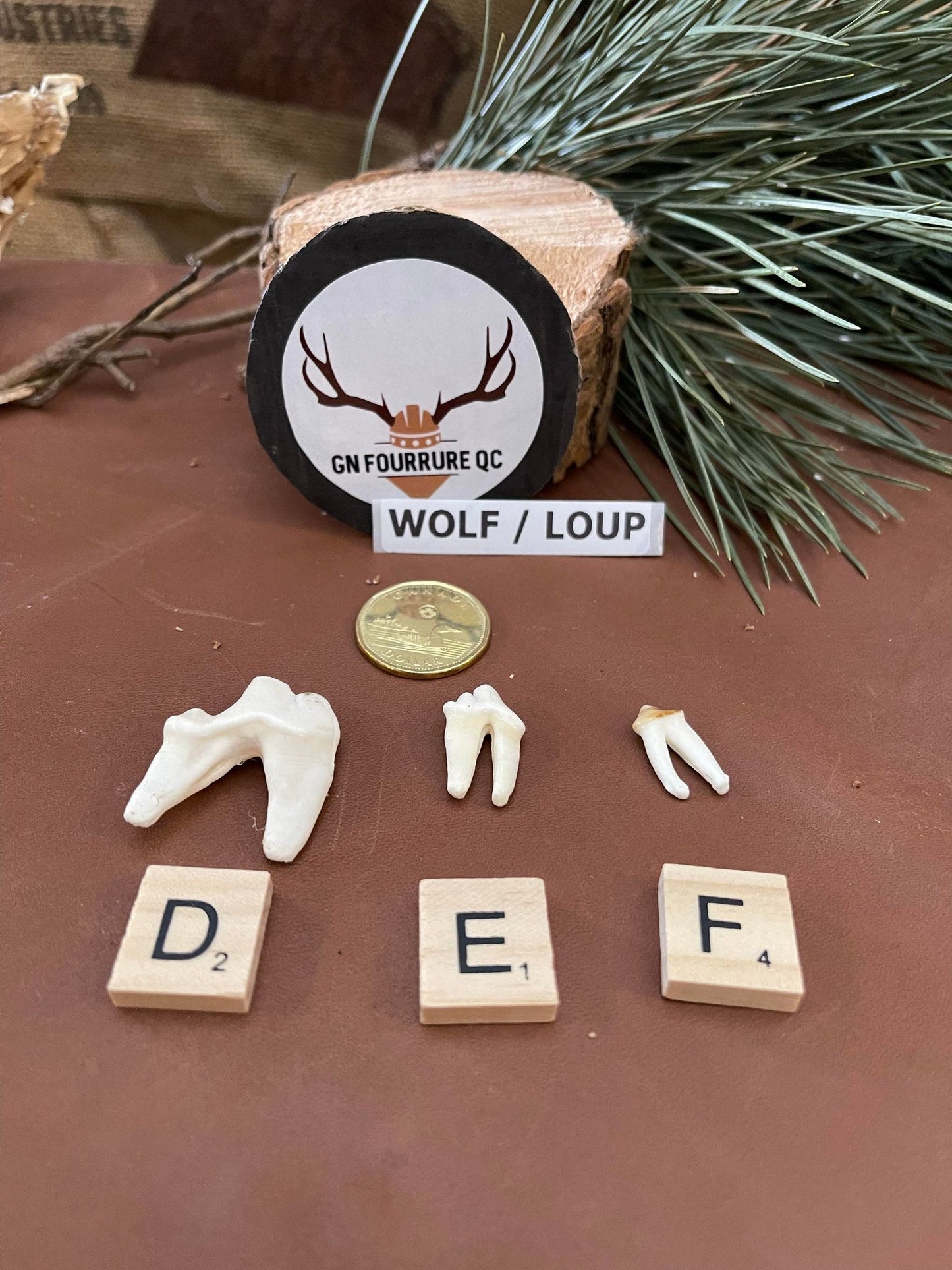 Wolf Teeth and Fangs