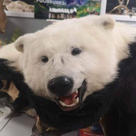 Exportable Polar Bear Rug - Pre-Order Only