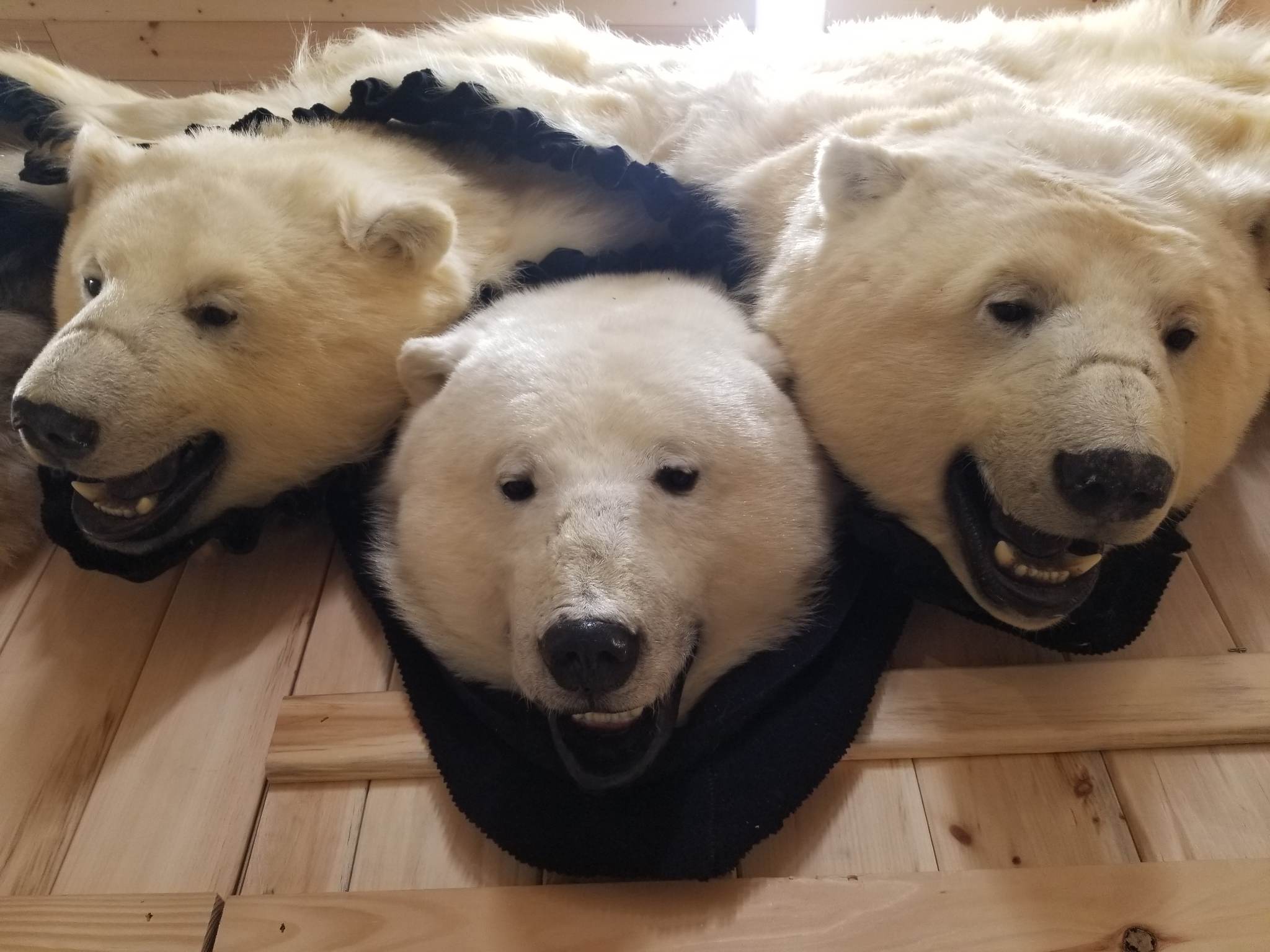 Polar Bear Fur Rug – Medieval Fur