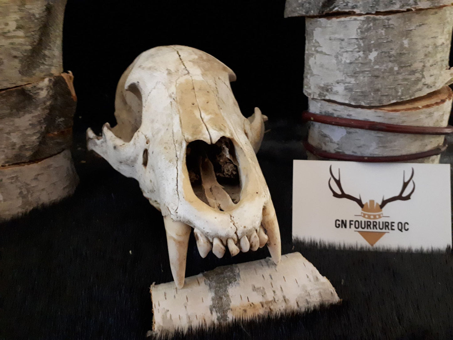 Natural Black Bear Skull Without Jaw