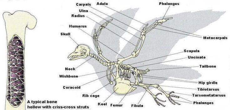 Crow Bone - Wishbone