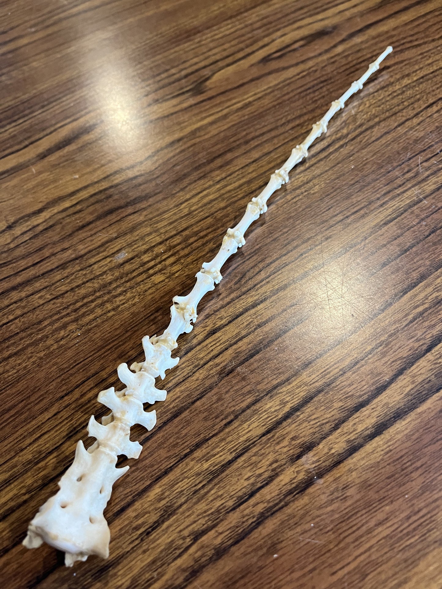 Coyote Bone Wand