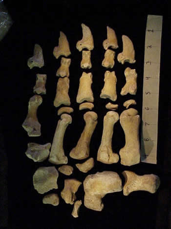 Bear Hand Wrist Bone, 1