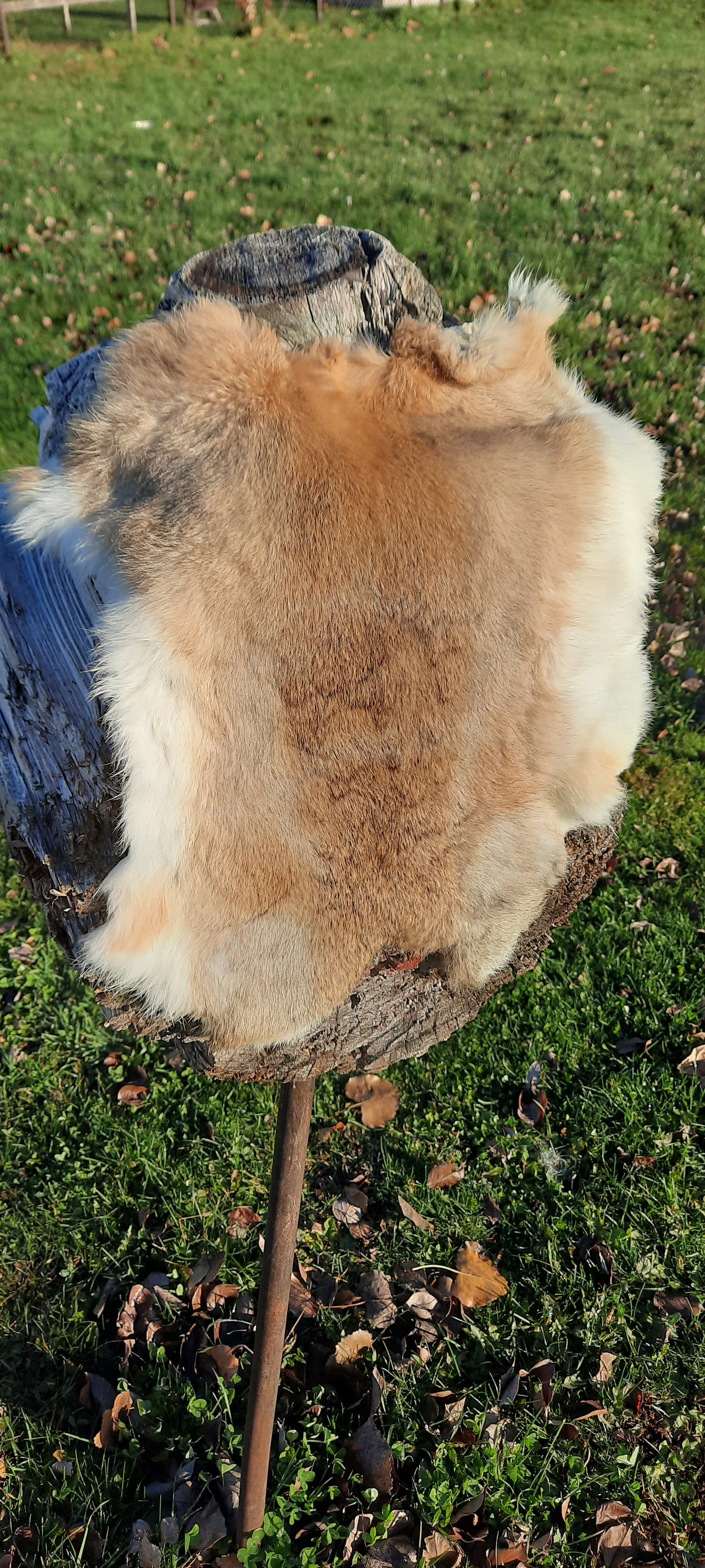Fourrure de lapin brune / Brown rabbit fur