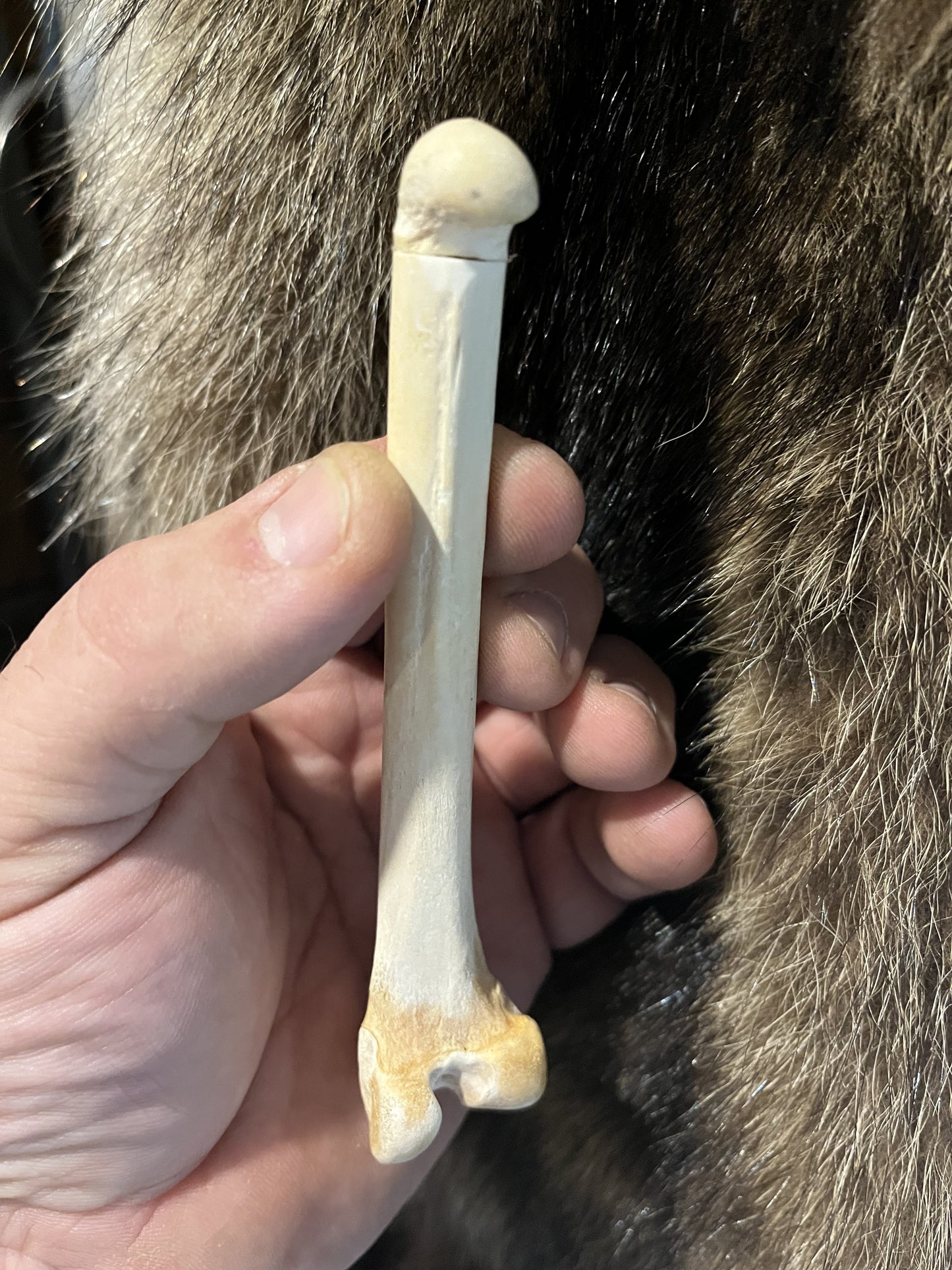 Skeleton Bone Phallus