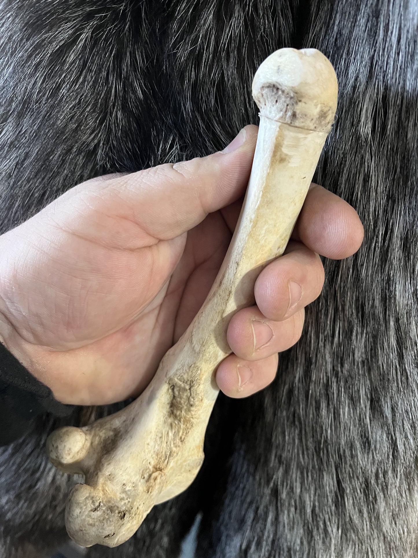 Skeleton Bone Phallus