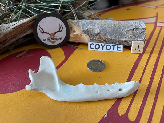 White Coyote Jaw Without Teeth