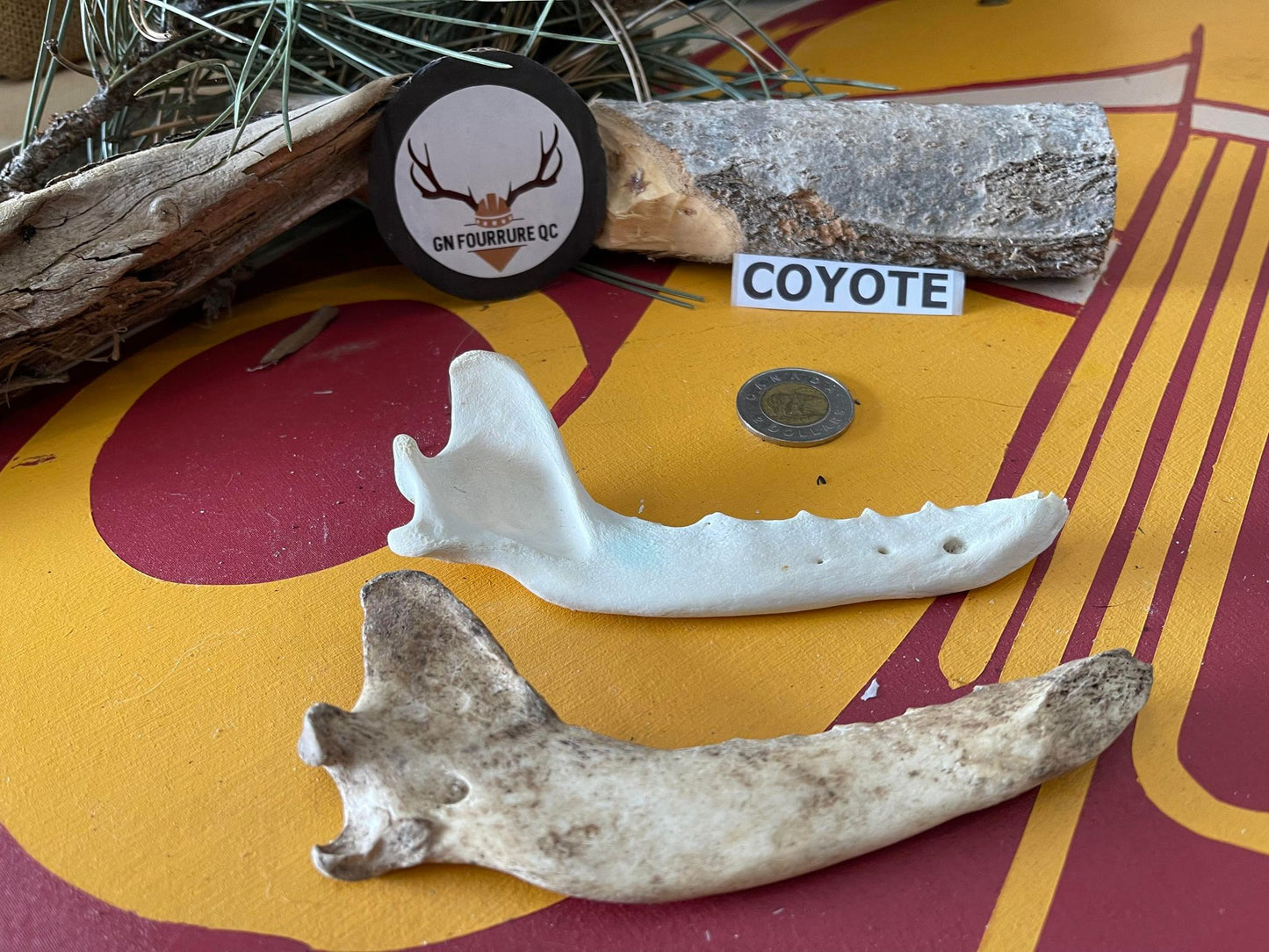 Coyote Jawbones