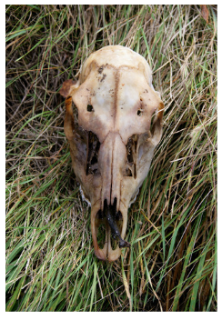 Natural Female Deer Skull