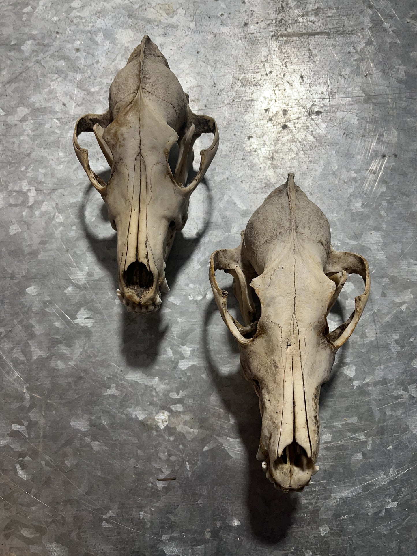 Complete Coyote Skull, Unbleached